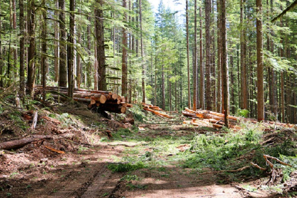 Southwood Resource 3